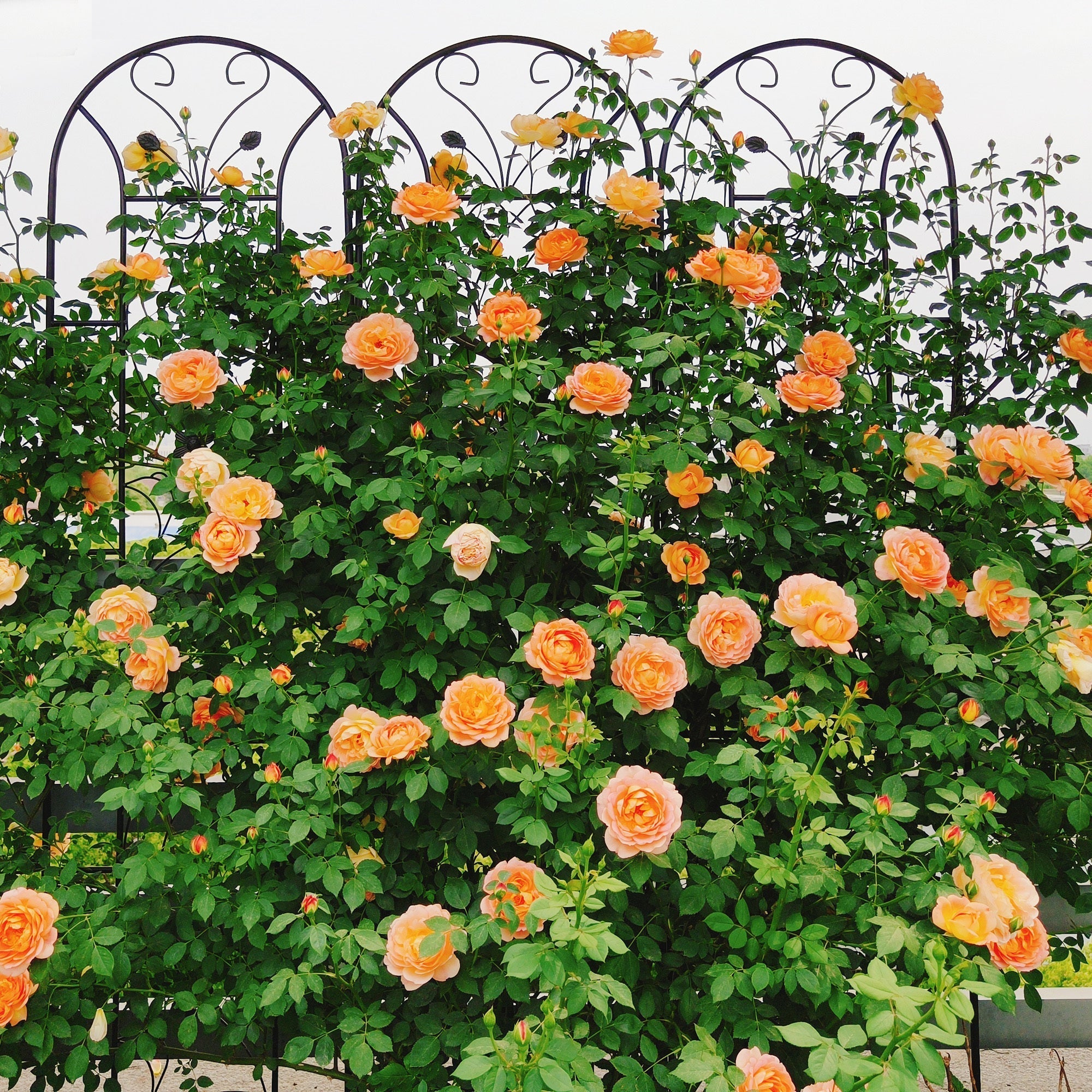 4 Pack Metal Garden Trellis 86.7'' x 19.7'' Rustproof Black