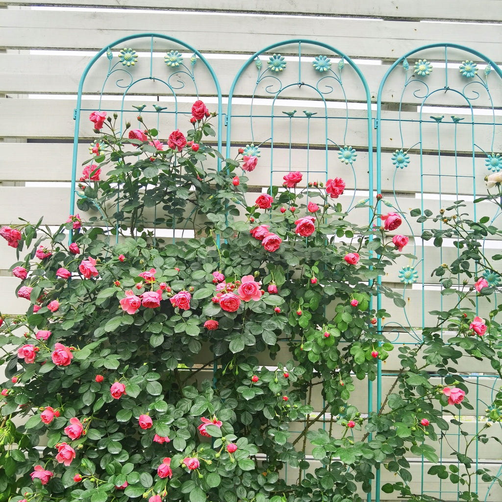 4 Pack Metal Garden Trellis 86.7'' x 19.7'' Rustproof Trellis for Climbing Plants