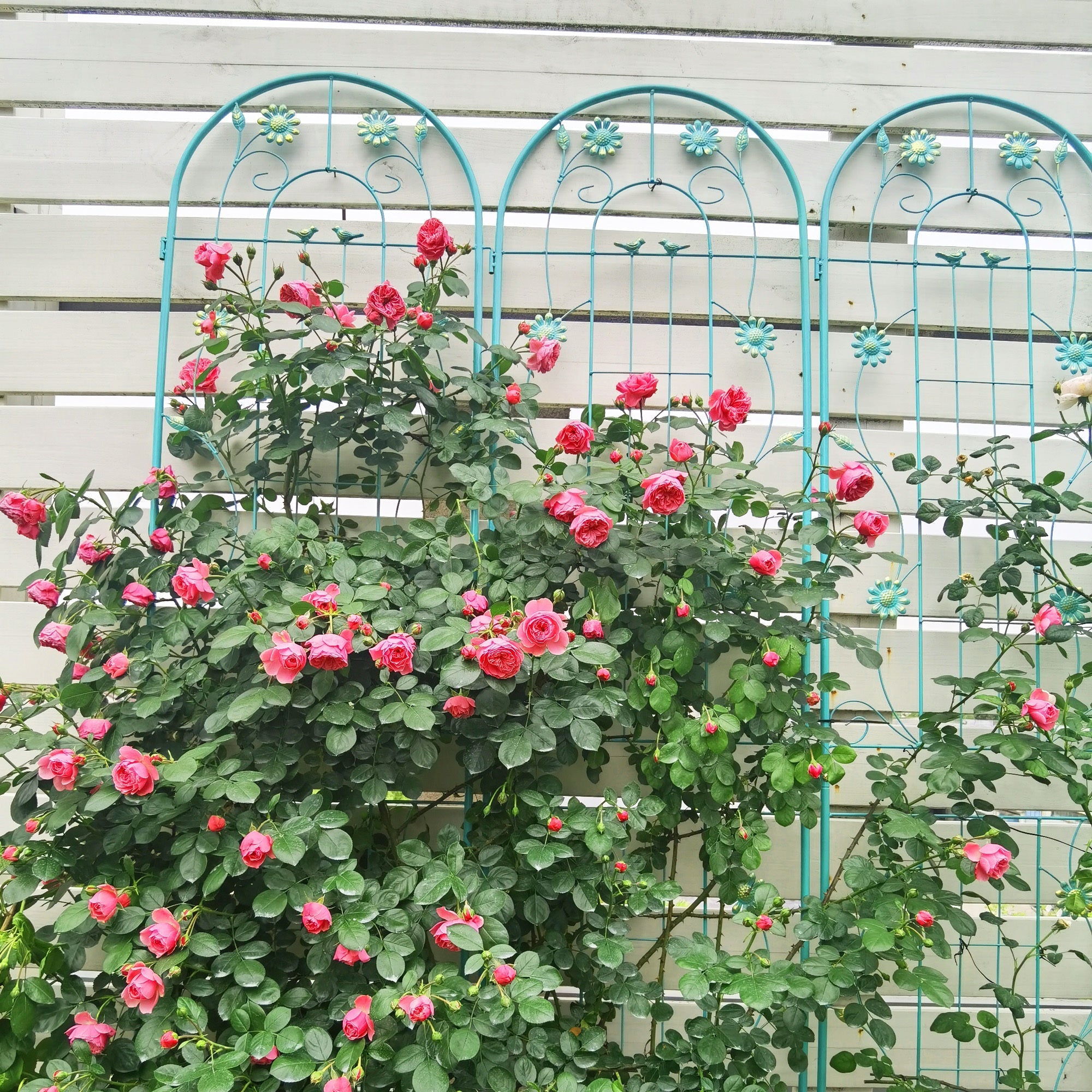 4 Pack Metal Garden Trellis 86.7'' x 19.7'' Rustproof Trellis for Climbing Plants