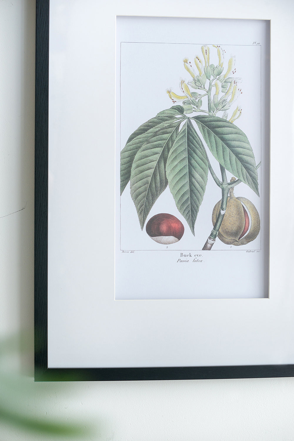 19.7x27.6 Botanical Wall Arts, Set of 2