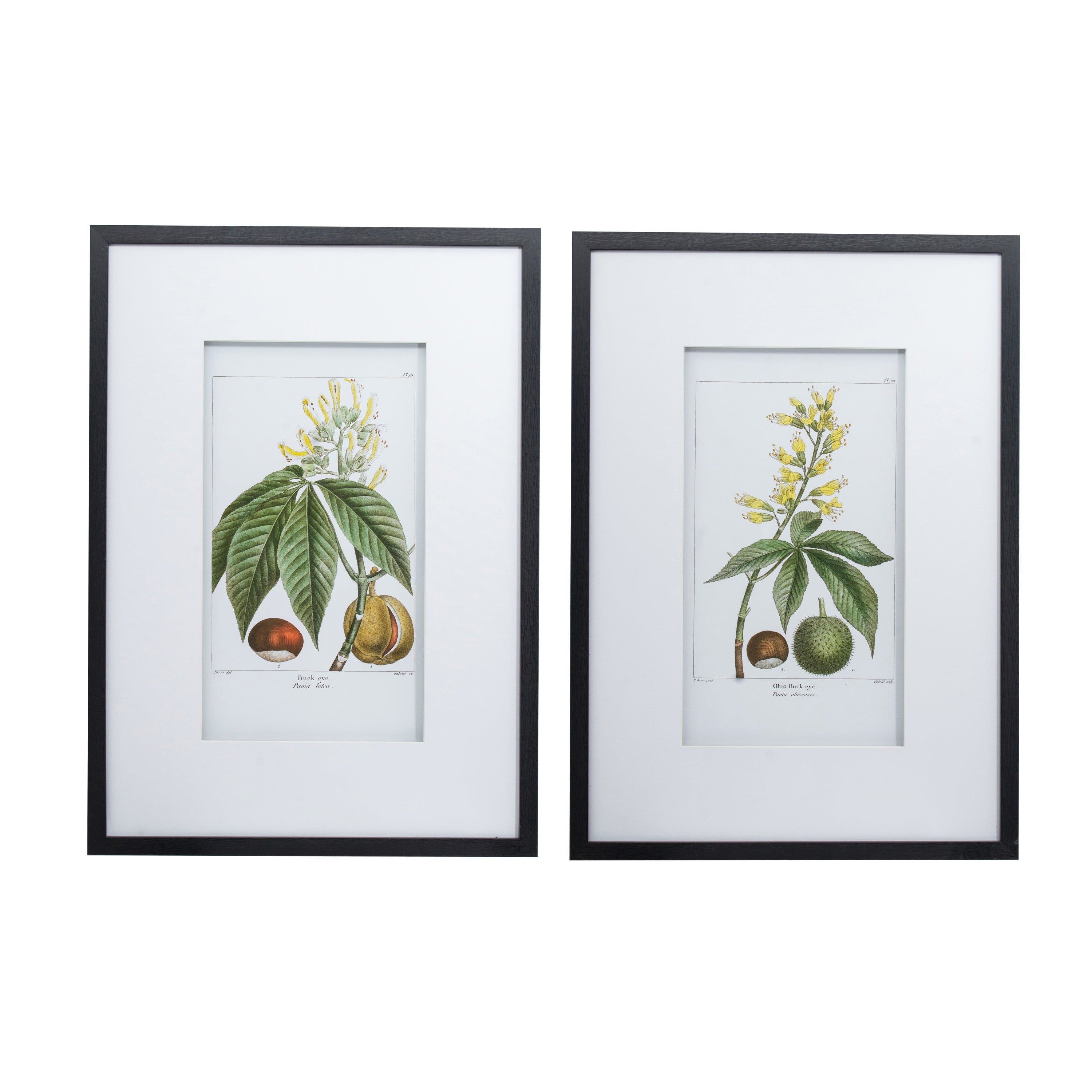 19.7x27.6 Botanical Wall Arts, Set of 2