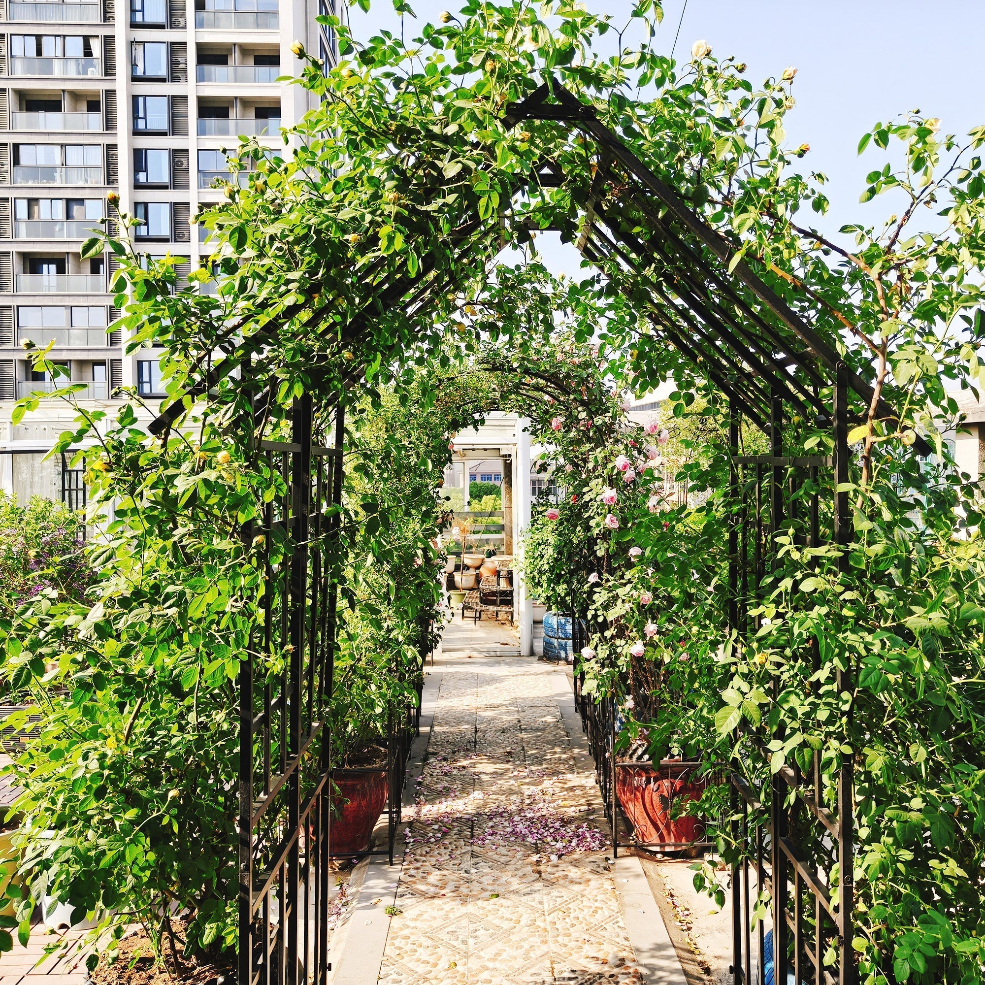 Metal Garden Arch with Adjustable Width for Climbing Plants