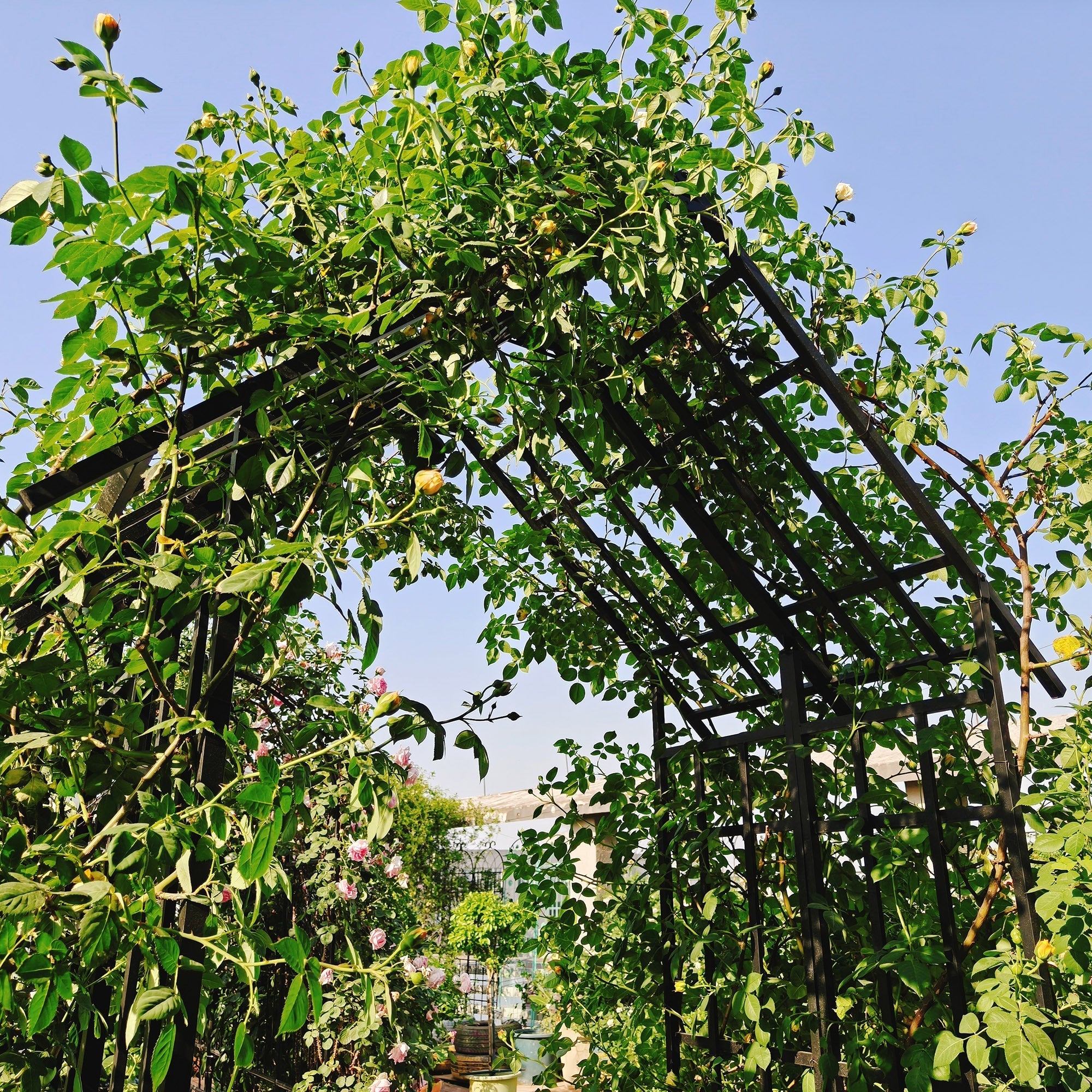 Metal Garden Arch with Adjustable Width for Climbing Plants