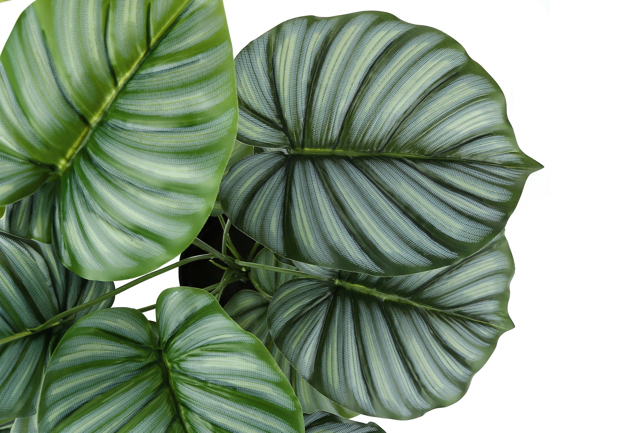 24" Tall Artificial Calathea Plant
