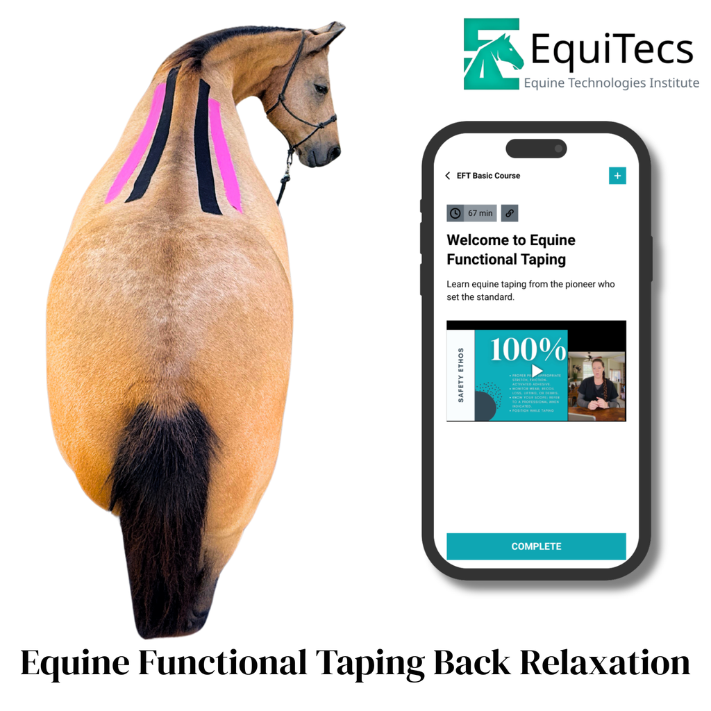 Equine Functional Taping Basic Course — Horse Owners