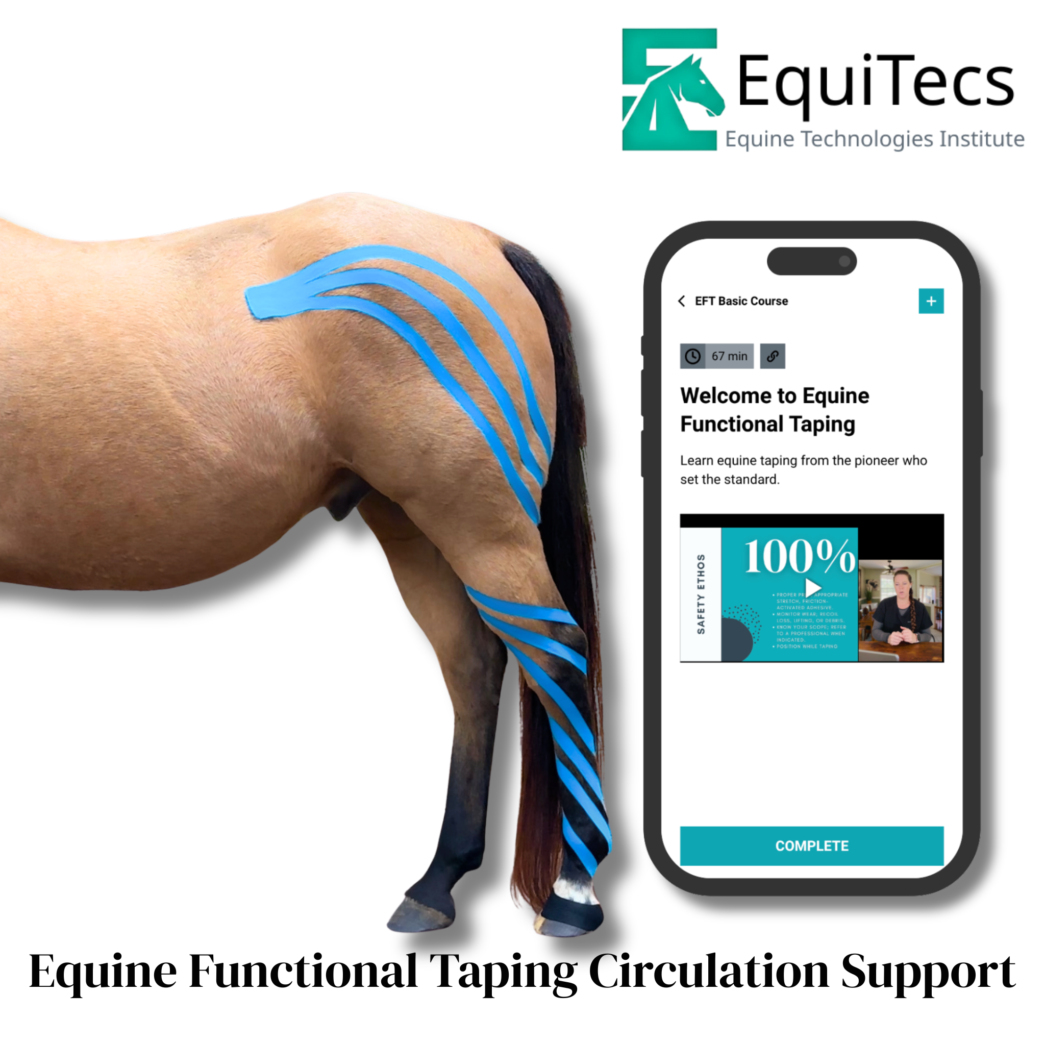 Equine Functional Taping Basic Course — Horse Owners