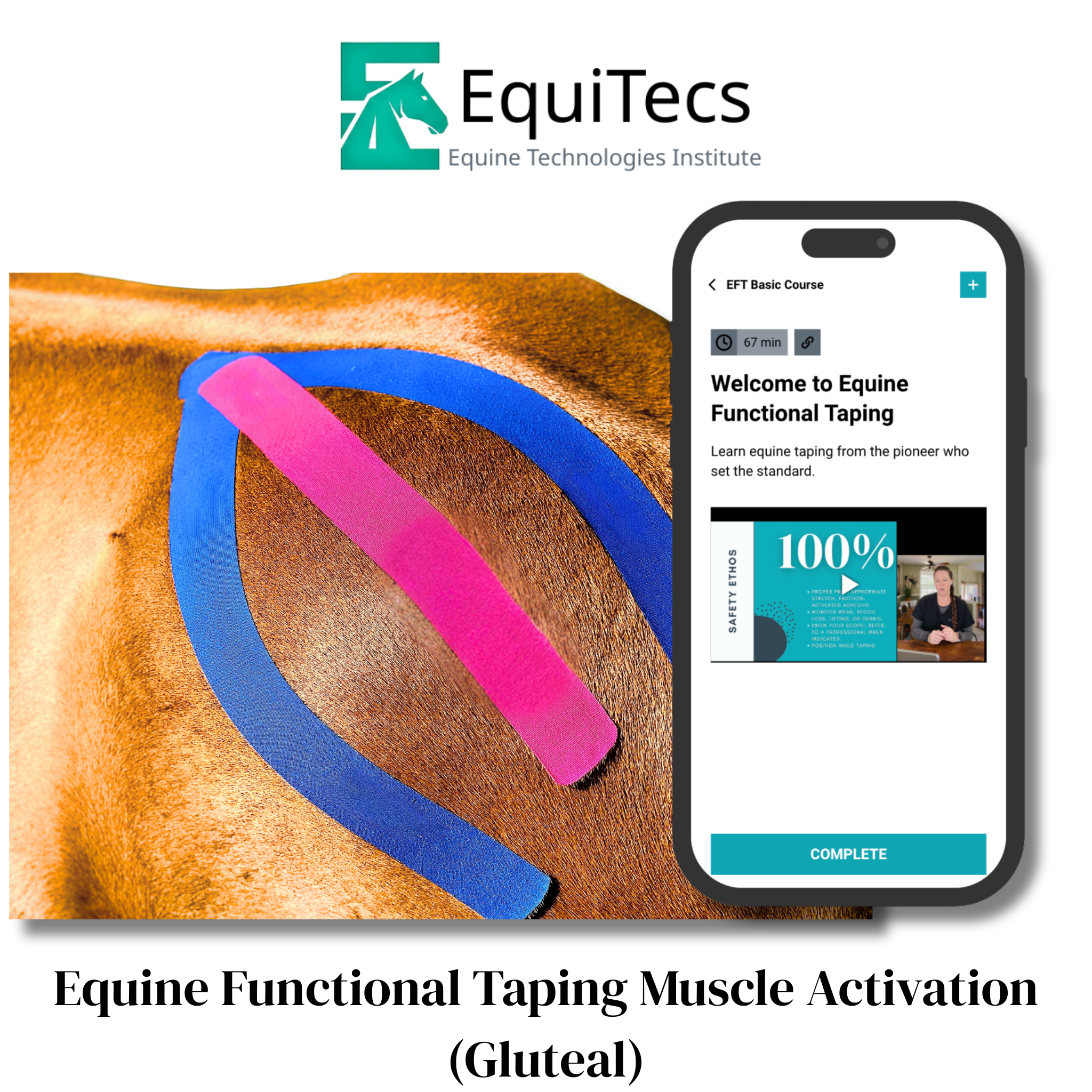 Equine Functional Taping Certification Course — 20 CE Hours