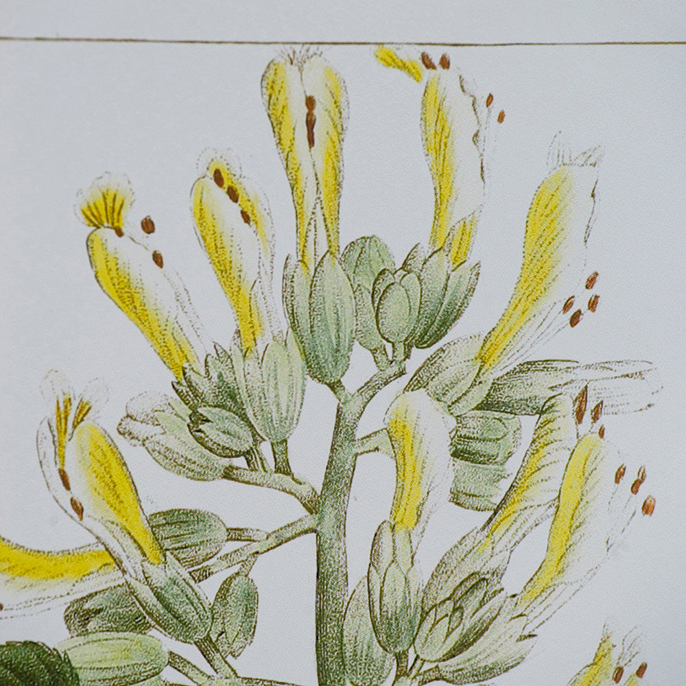 19.7x27.6 Botanical Wall Arts, Set of 2