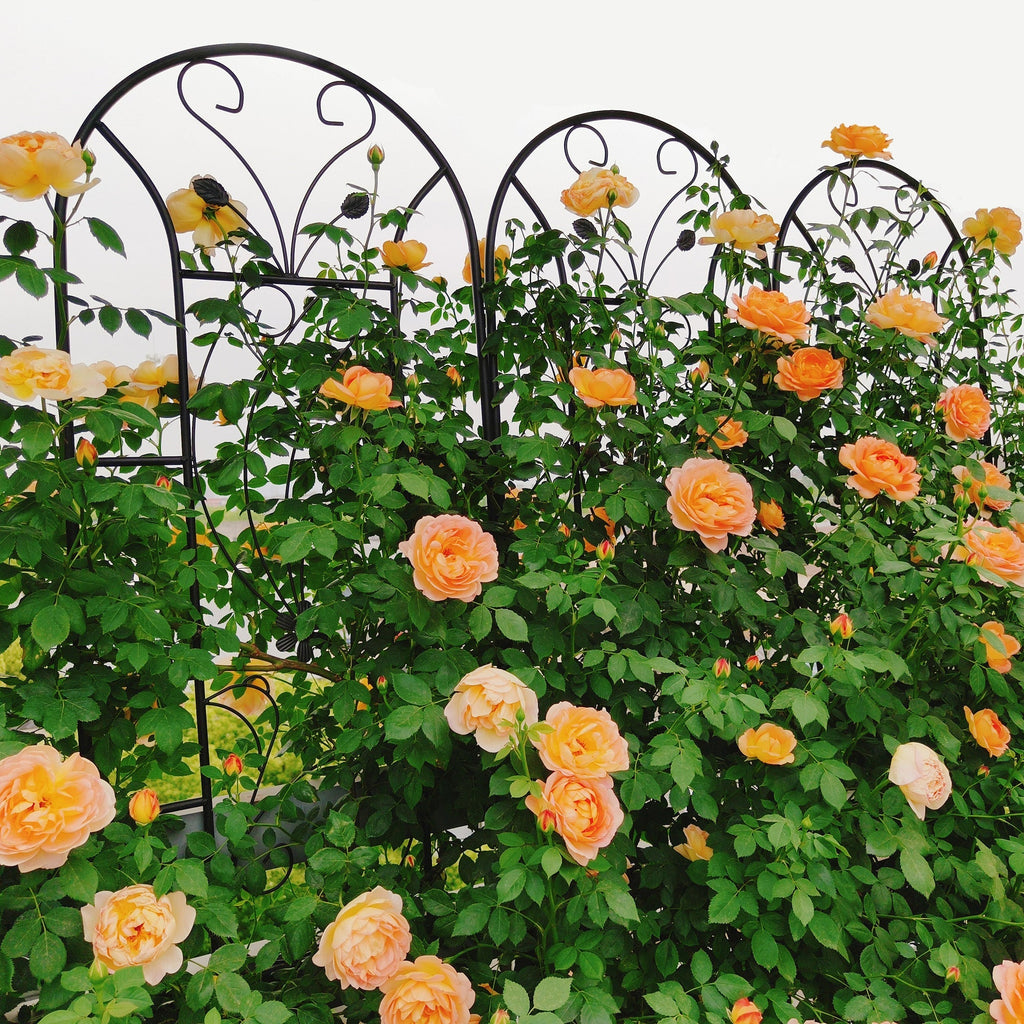 4 Pack Metal Garden Trellis 86.7'' x 19.7'' Rustproof Black