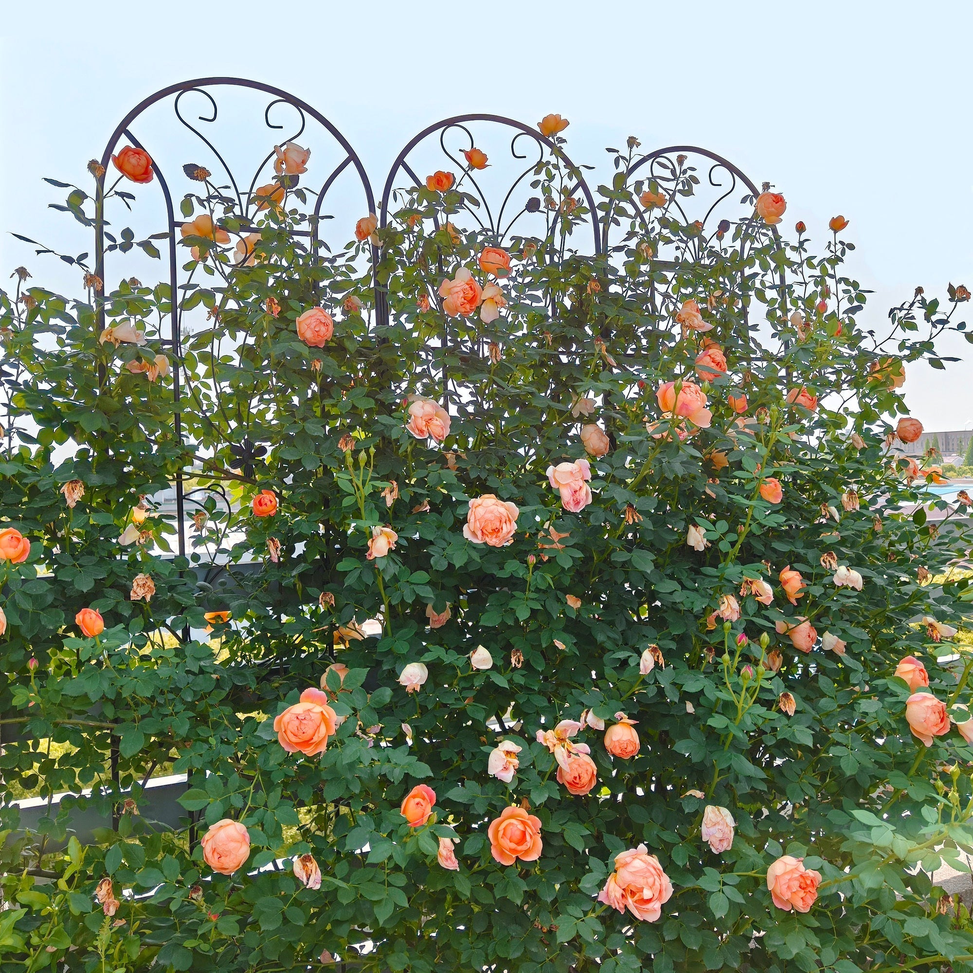 4 Pack Metal Garden Trellis 86.7'' x 19.7'' Rustproof Black