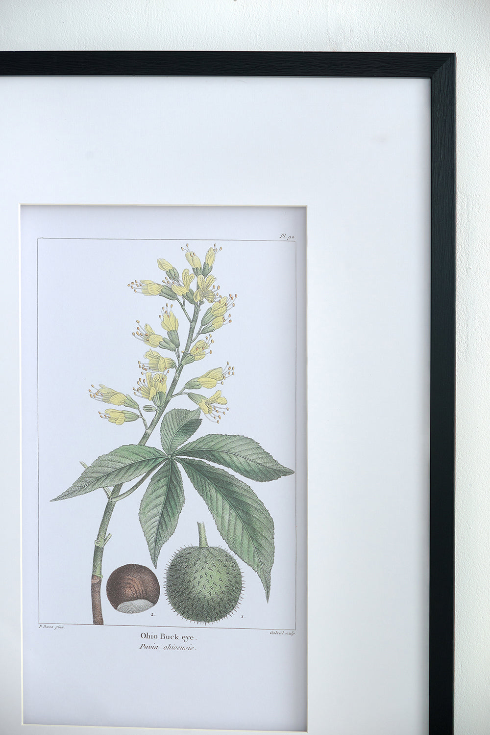 19.7x27.6 Botanical Wall Arts, Set of 2